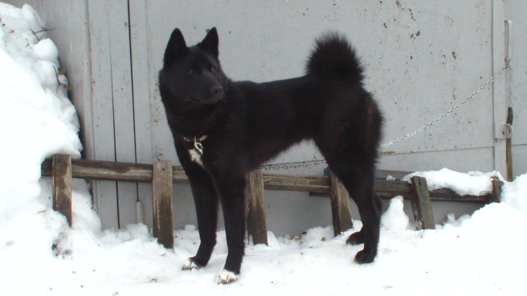 Западно-Сибирская лайка черная