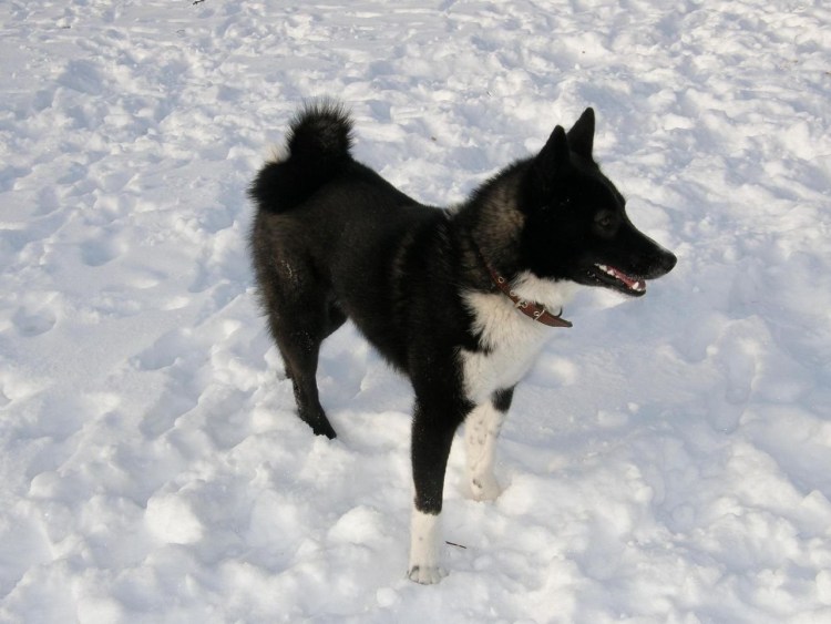 Западносибирская лайка черная