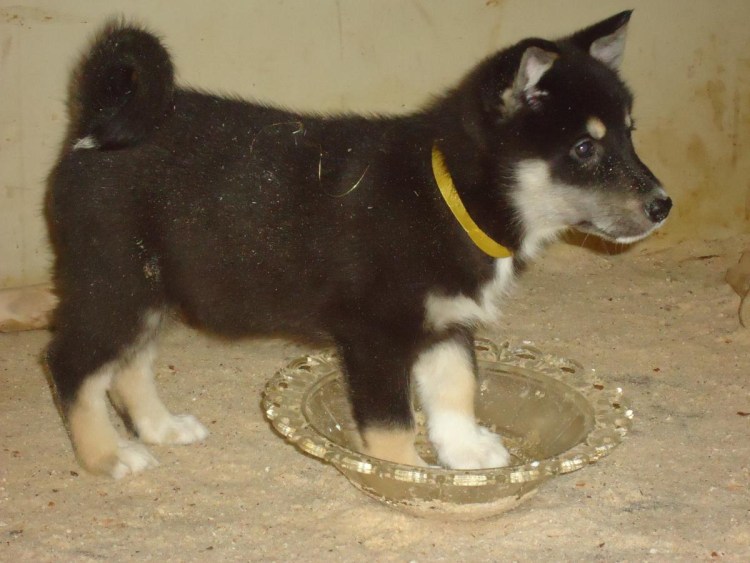 Восточносибирская Чайка