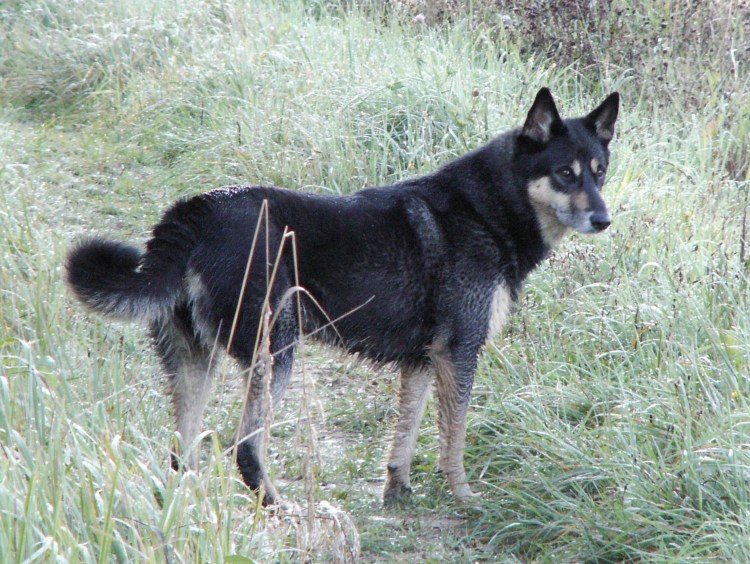 Западно-Сибирская лайка черная