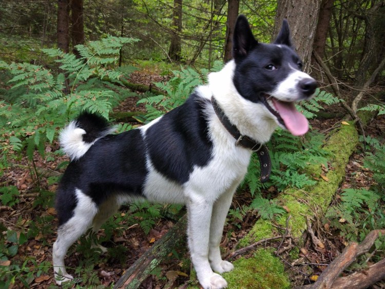 Западносибирская лайка серая