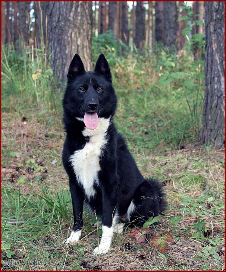 Западно Сибирская лайка