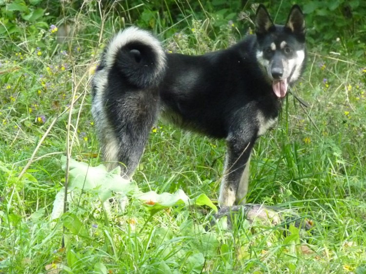 Западно Сибирская лайка черного окраса
