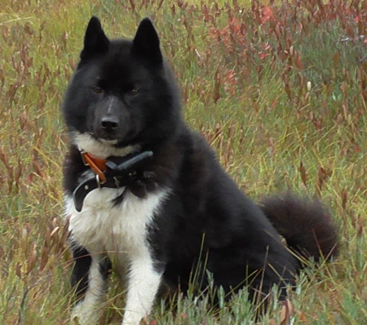 Русско-европейская лайка