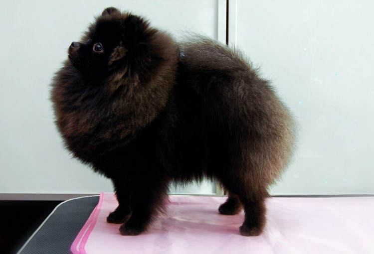 Померанский шпиц черный стриженный