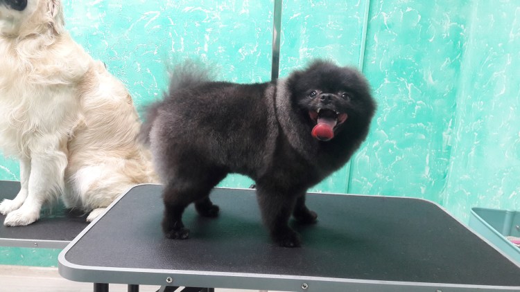 Немецкий померанский шпиц черный