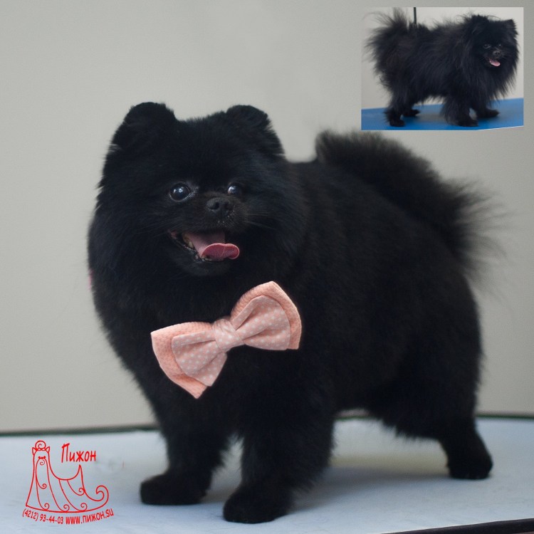 Померанский шпиц черный стриженный
