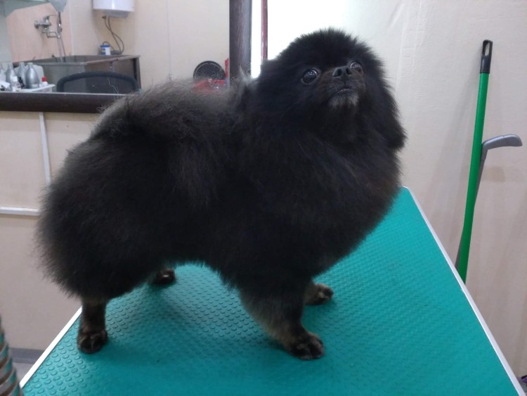 Померанский шпиц черный