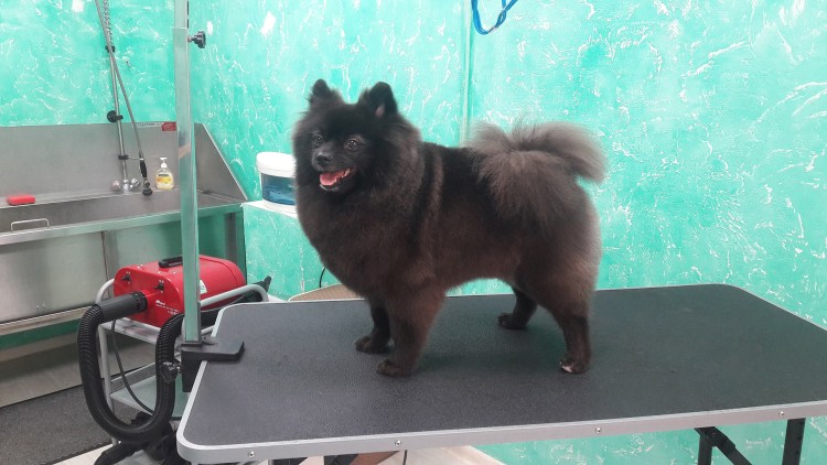 Стрижки шпицев черного цвета