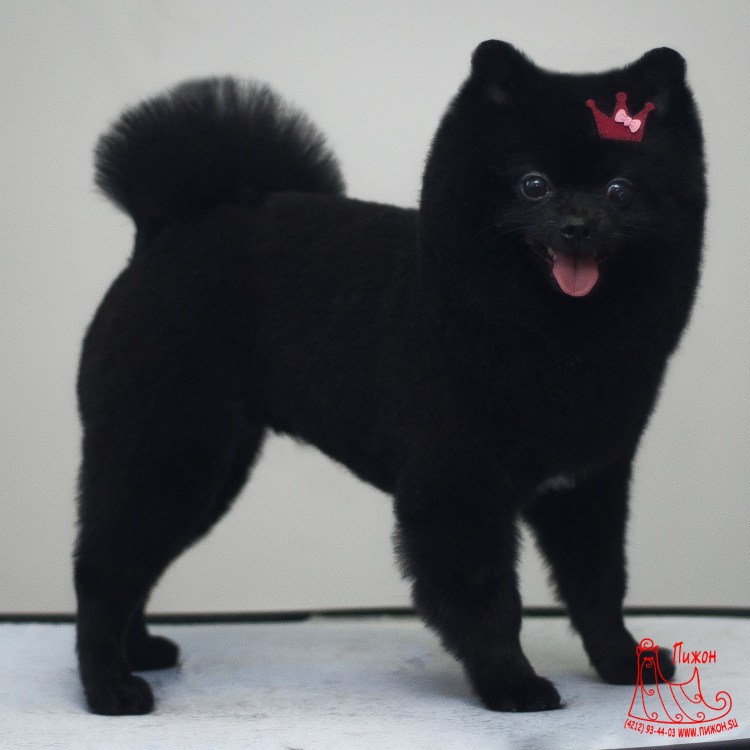 Стрижка шпица померанского черного