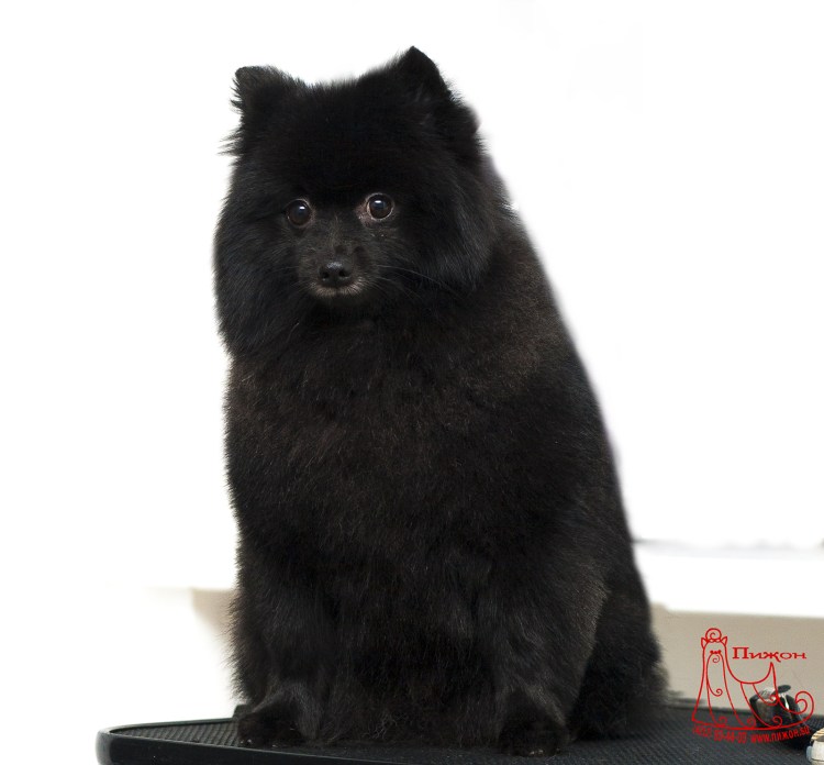 Померанский шпиц стандарт породы