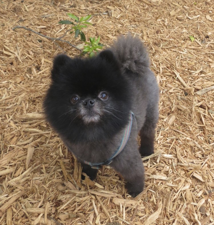 Стрижка шпица померанского черного