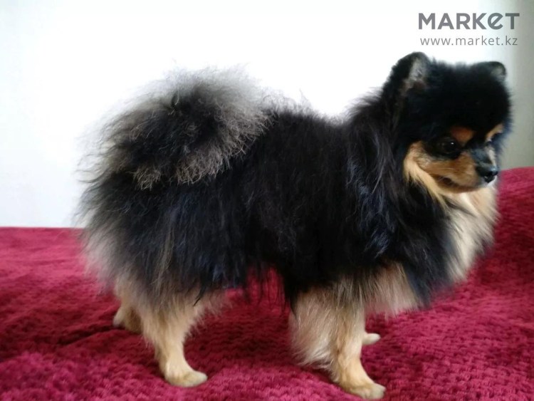 Груминг черного померанского шпица