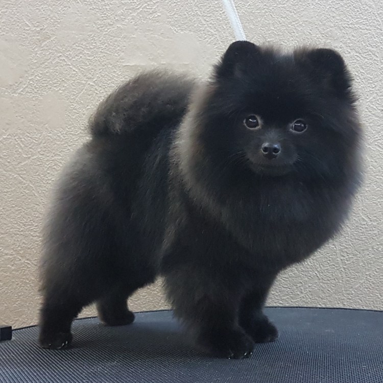 Малый немецкий шпиц черный груминг