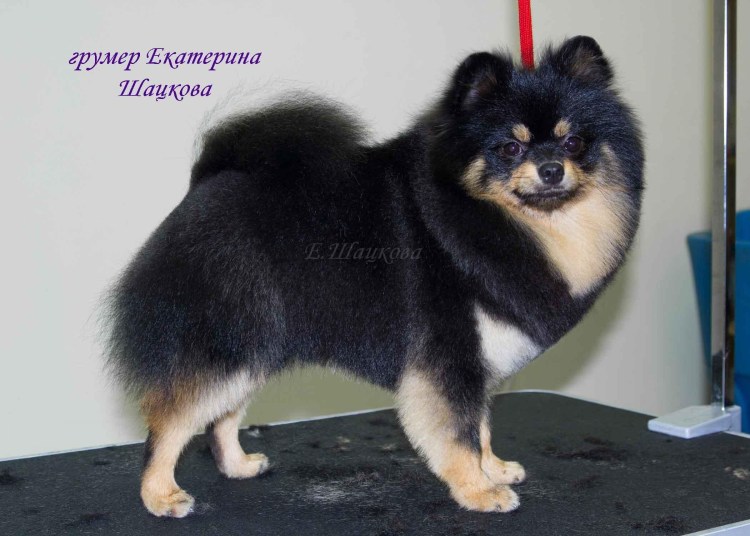 Стрижка черного шпица