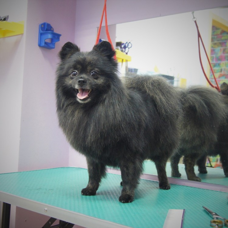 Немецкий шпиц выставочный груминг