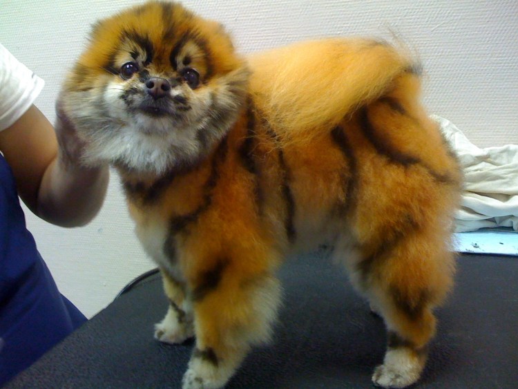 Померанский шпиц стриженный