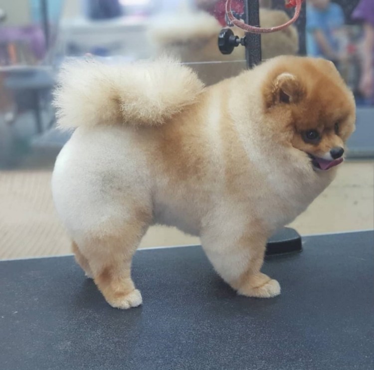 Померанский шпиц белый стриженный