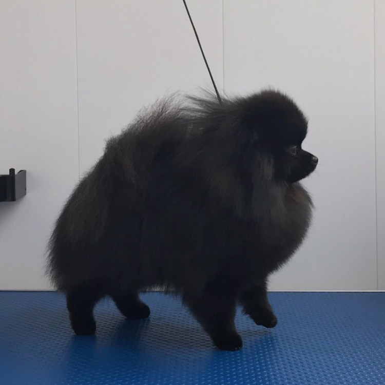 Подстриженный немецкий шпиц белый