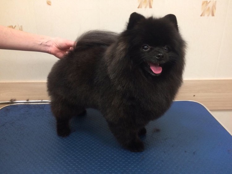 Грумер шпица померанского-немецкого до и после