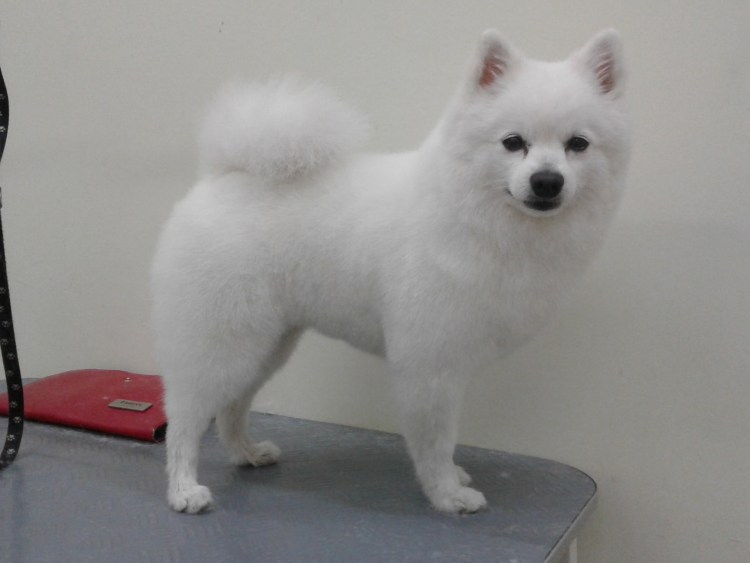 Шпиц стрижка Лев