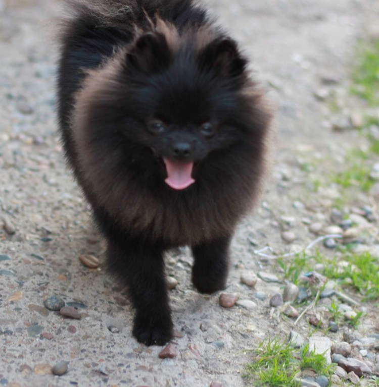 Померанский шпиц черный с белым