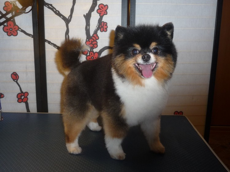 Шпиц сенсей Санрайз Керри Викс померанский