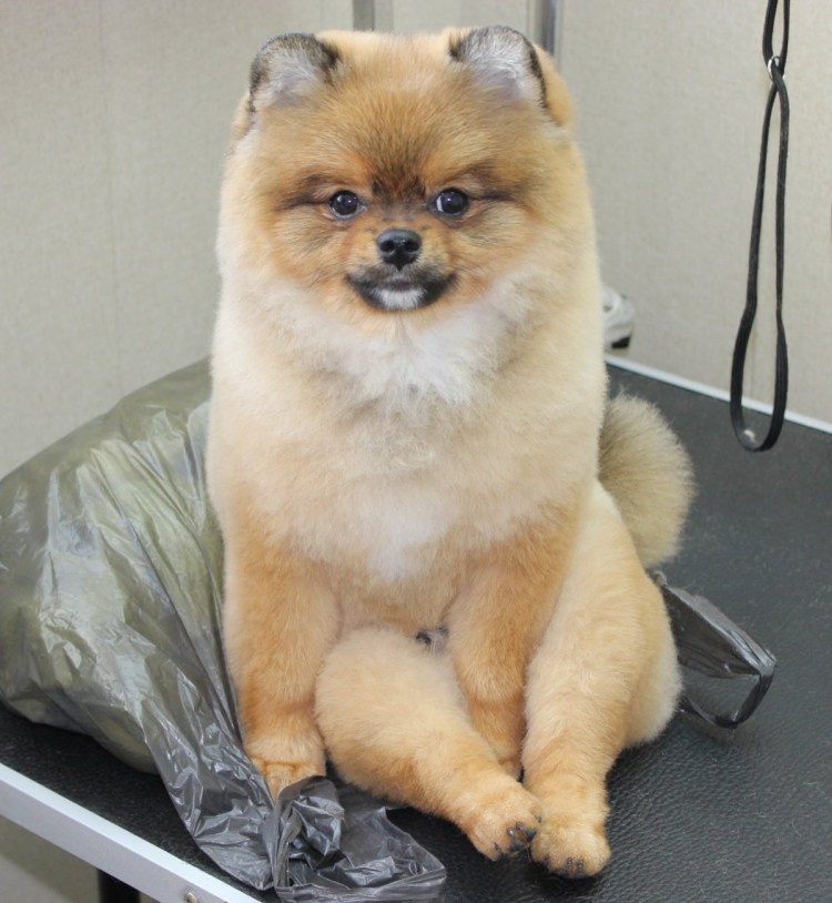 Волчий шпиц в стрижке