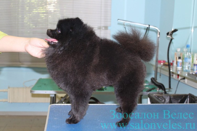 Стрижка шпица померанского черного