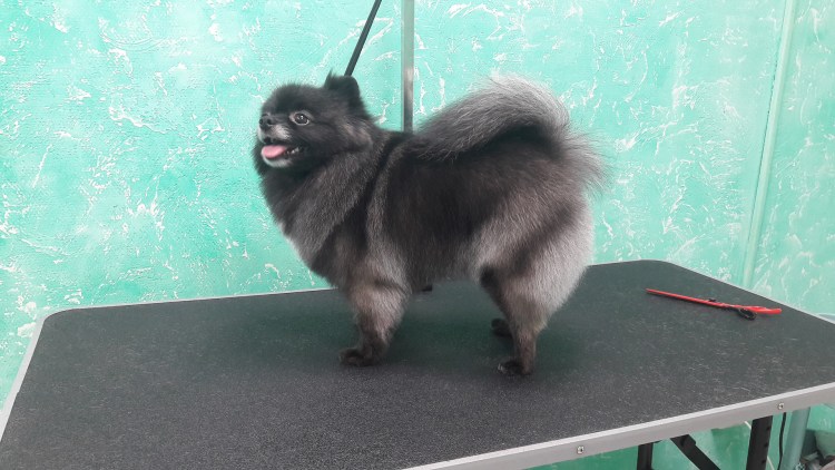 Немецкий шпиц черный стриженный