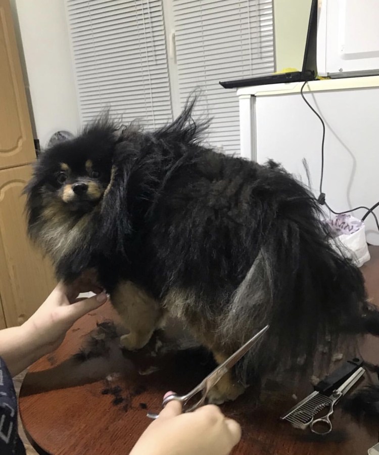 Шпиц черный стриженный