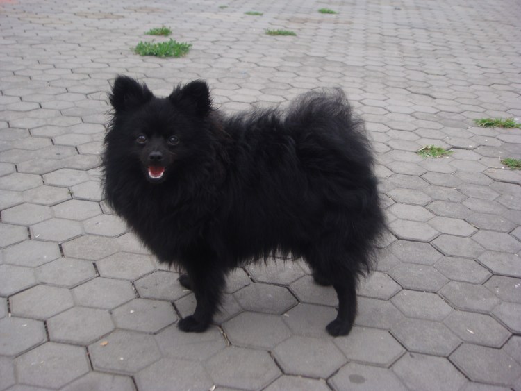 Средний померанский шпиц