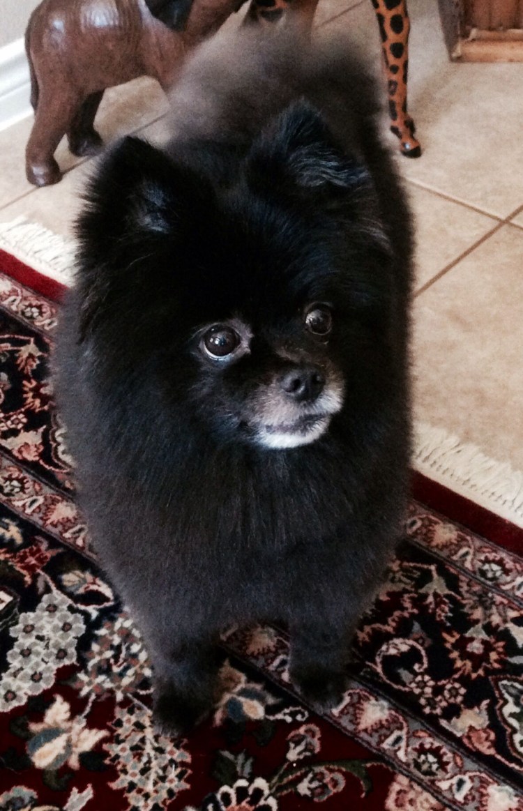 Померанский шпиц мишка черный