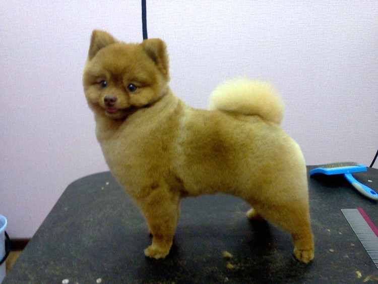 Померанский шпиц длинношерстный