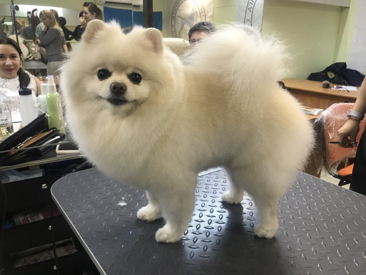 Студия Артемон Саратов груминг