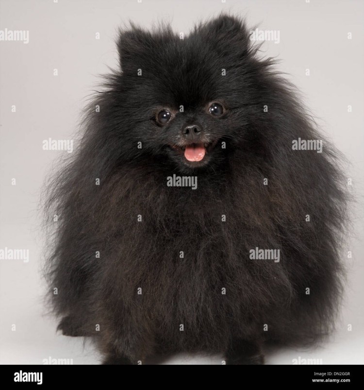 Шпиц черный стриженный