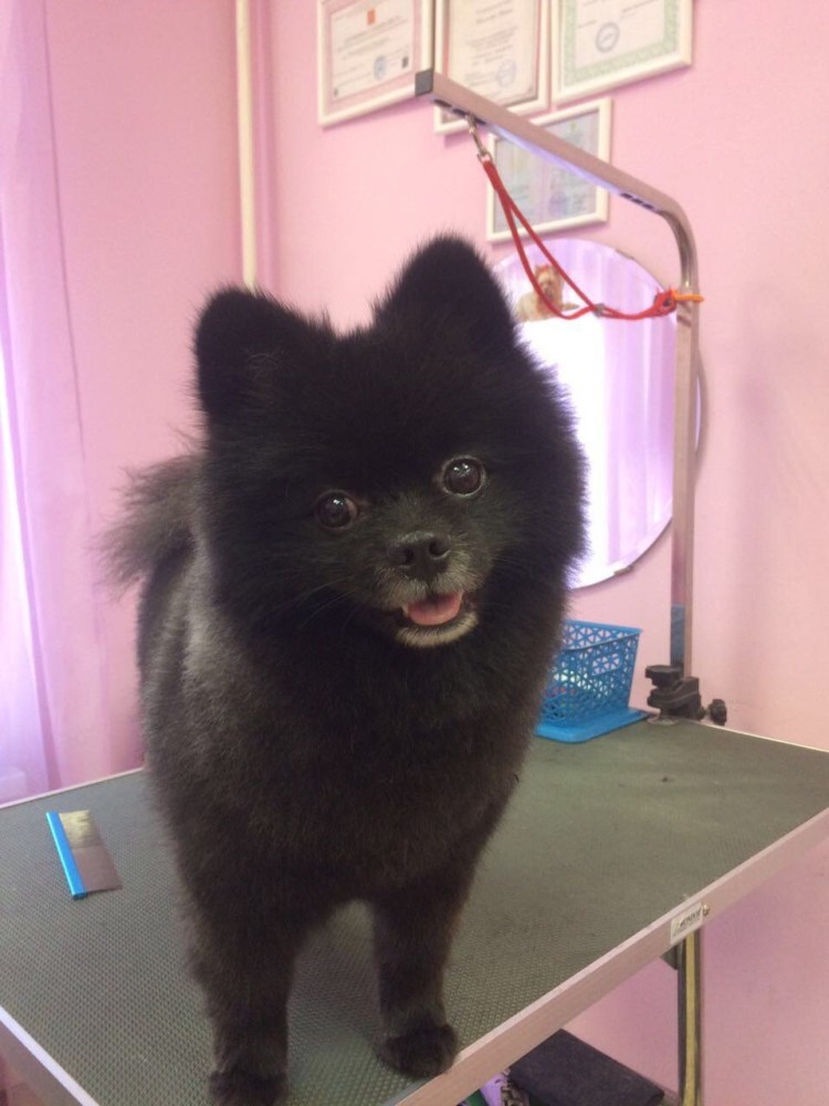 Шпиц черно-подпалый стрижка