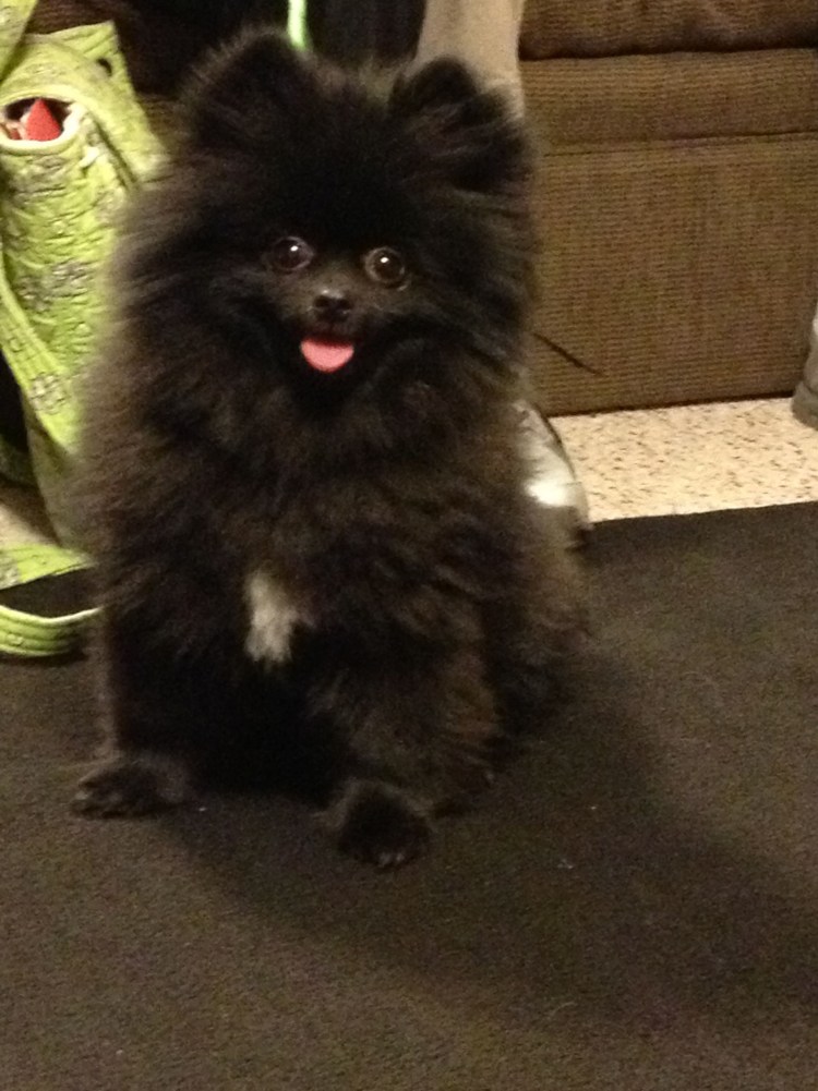 Стрижка шпица померанского черного