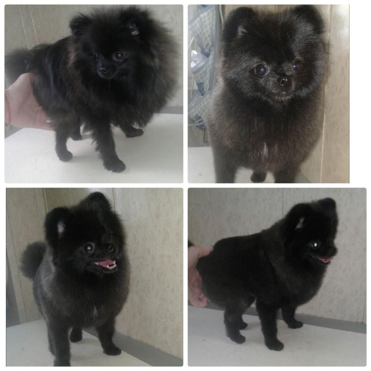 Померанский шпиц черный