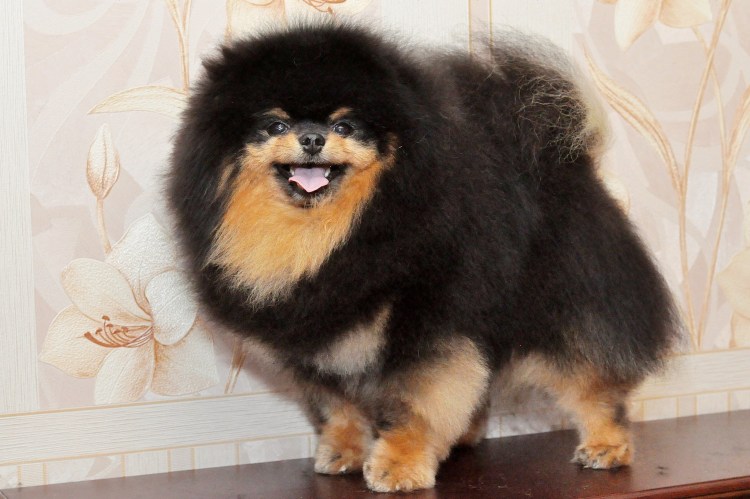 Померанский шпиц strijka