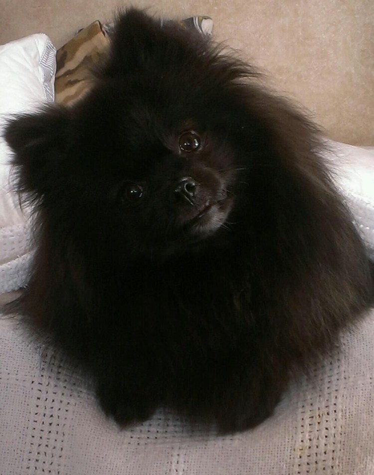 Стрижка животных Кузьминки