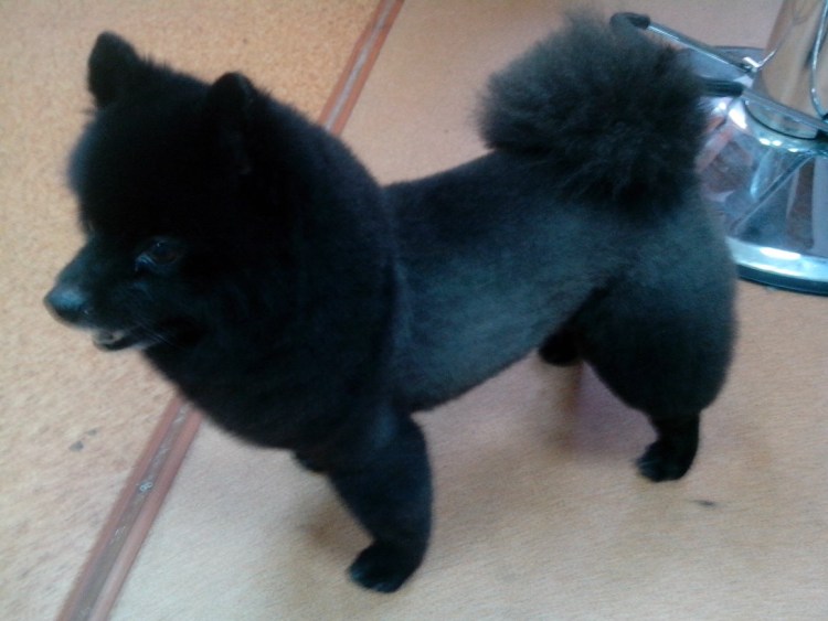 Смешные стрижки шпицев