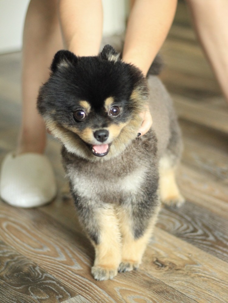 Шпиц черно-подпалый стрижка