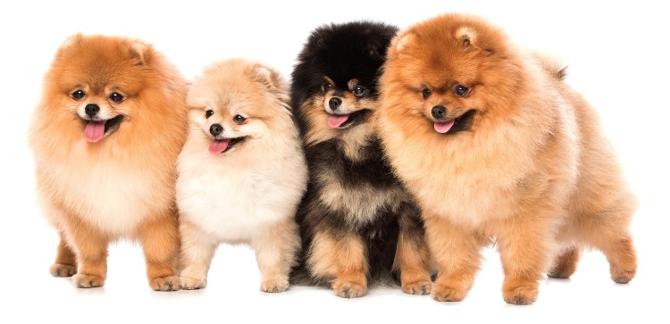 Стрижка собак г Павловский Посад