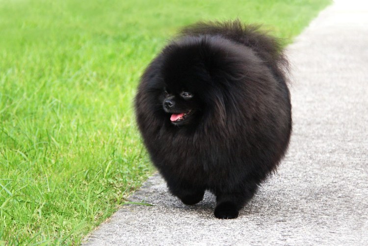 Померанский шпиц семейка