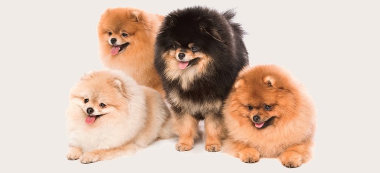 Шпиц белый стрижка мишка