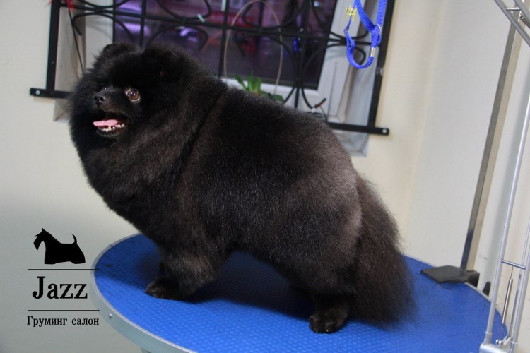 Черный шпиц груминг