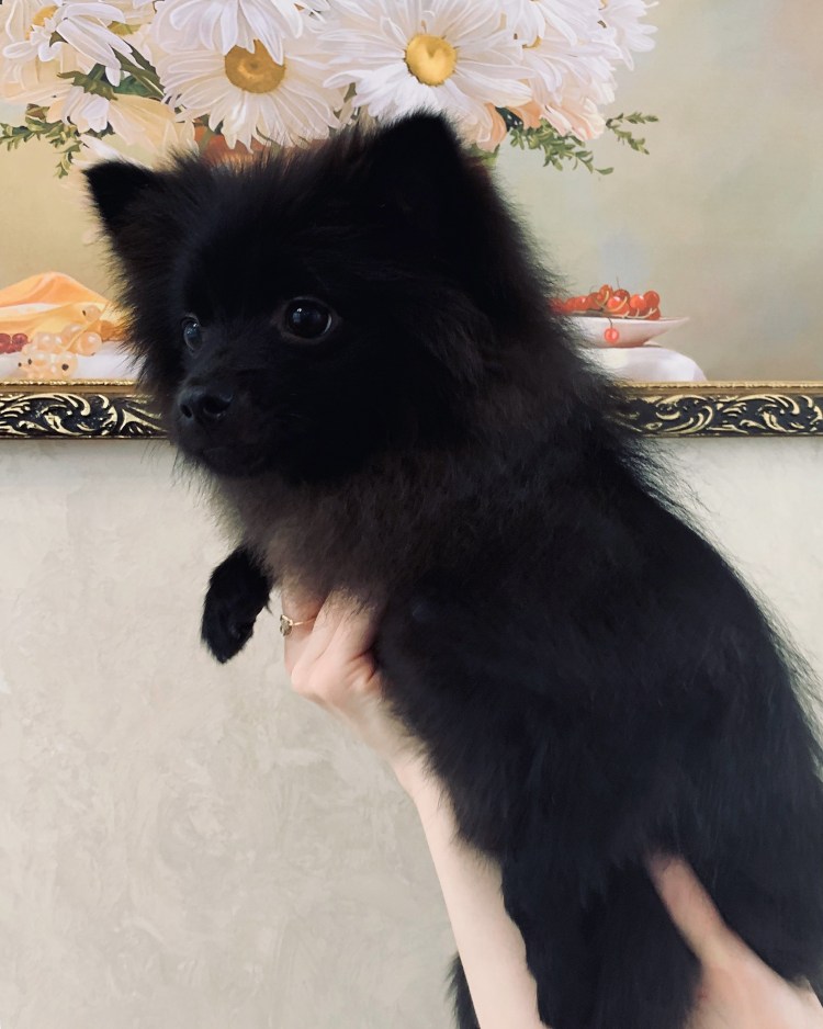 Черный шпиц груминг