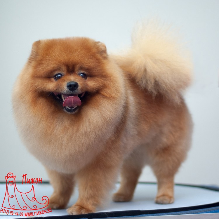 Померанский шпиц выставочный