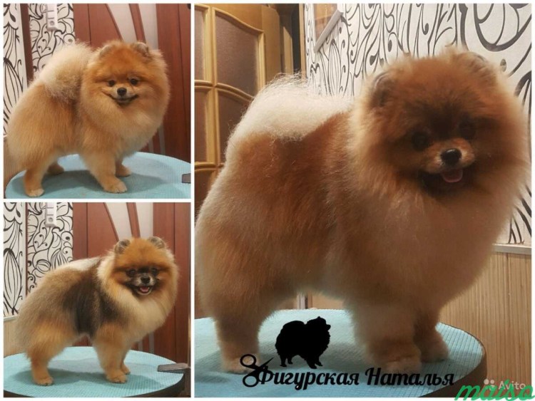 Померанский шпиц Teacup.